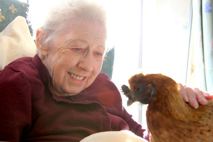 Innovative hen-keeping project reduces loneliness and social isolation ...