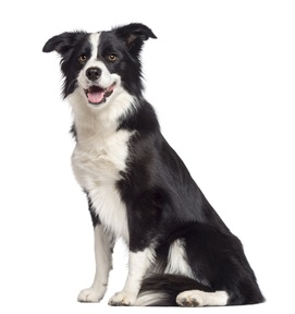 what is a border collies iq